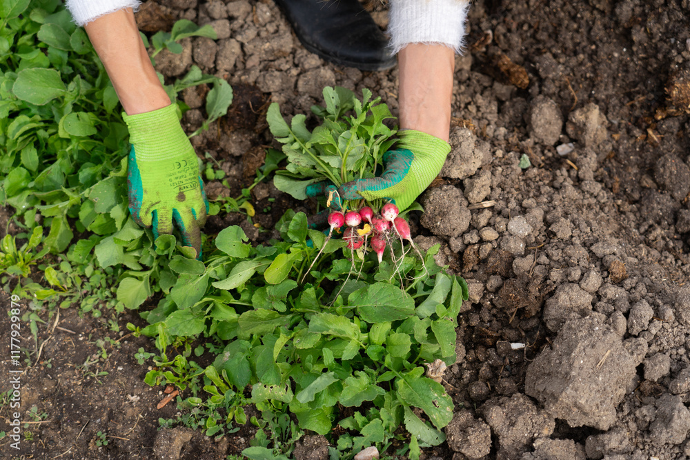 Naklejka premium Gardener harvesting fresh radishes from garden bed
