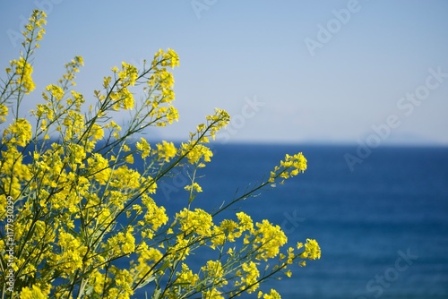 菜の花と海