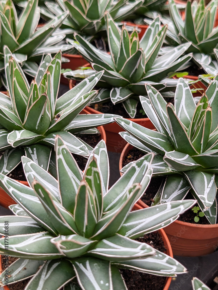 Obraz premium Agave, victoriae-reginae , Queen Victoria agave, royal agave in a pot