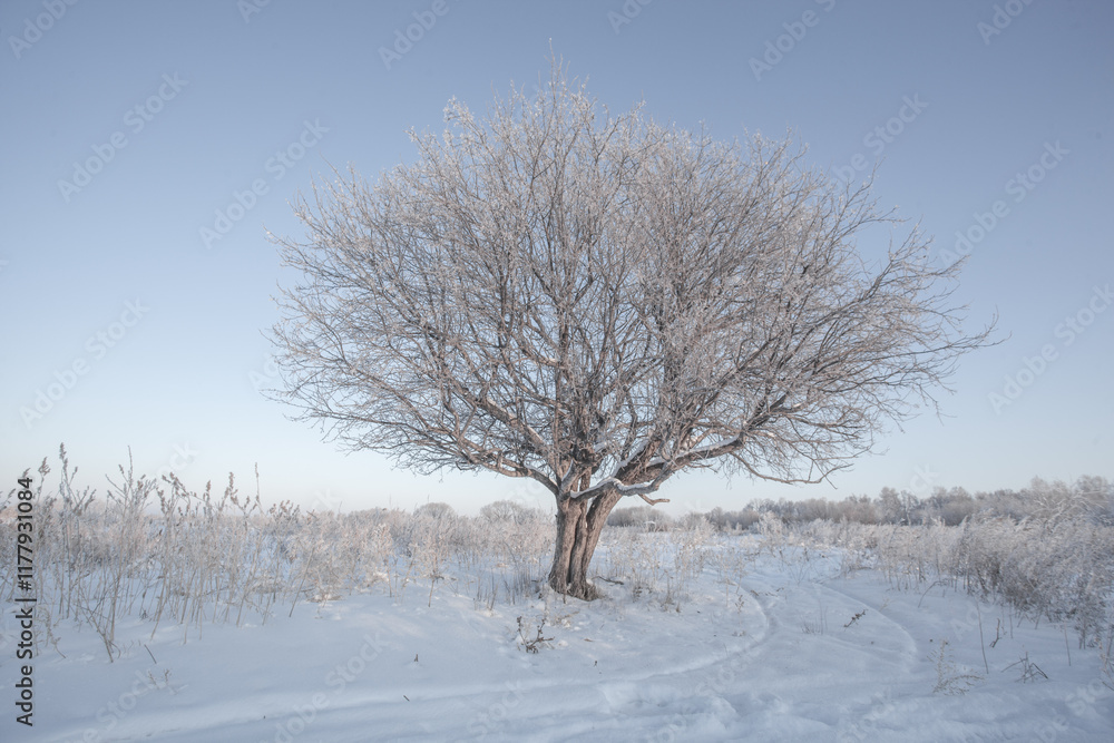 Frost-covered tree in snowy winter landscape Frost-covered tree in snowy winter landscape