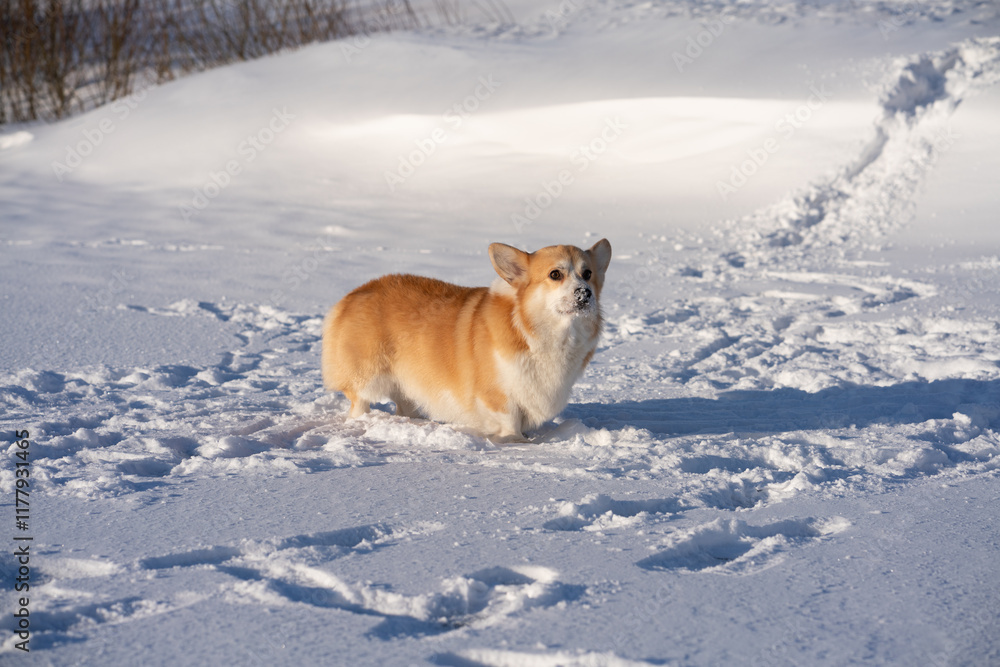 Corgi walking through snow-covered field Corgi walking through snow-covered field