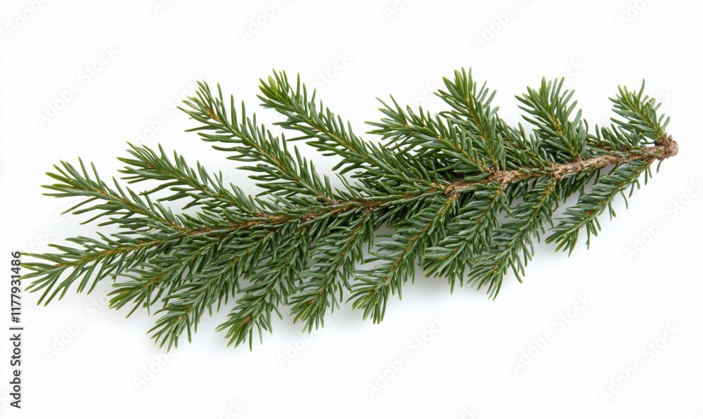 Evergreen branch, isolated, white background, winter Evergreen branch, isolated, white background, winter