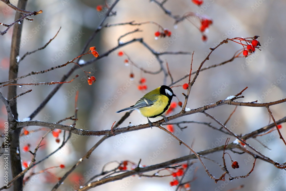 Naklejka premium Snow Winter landscape in the park. The bird Tit with beautiful yellow and blue feathers sits in the winter on a mountain ash with red berries. Parus bird.