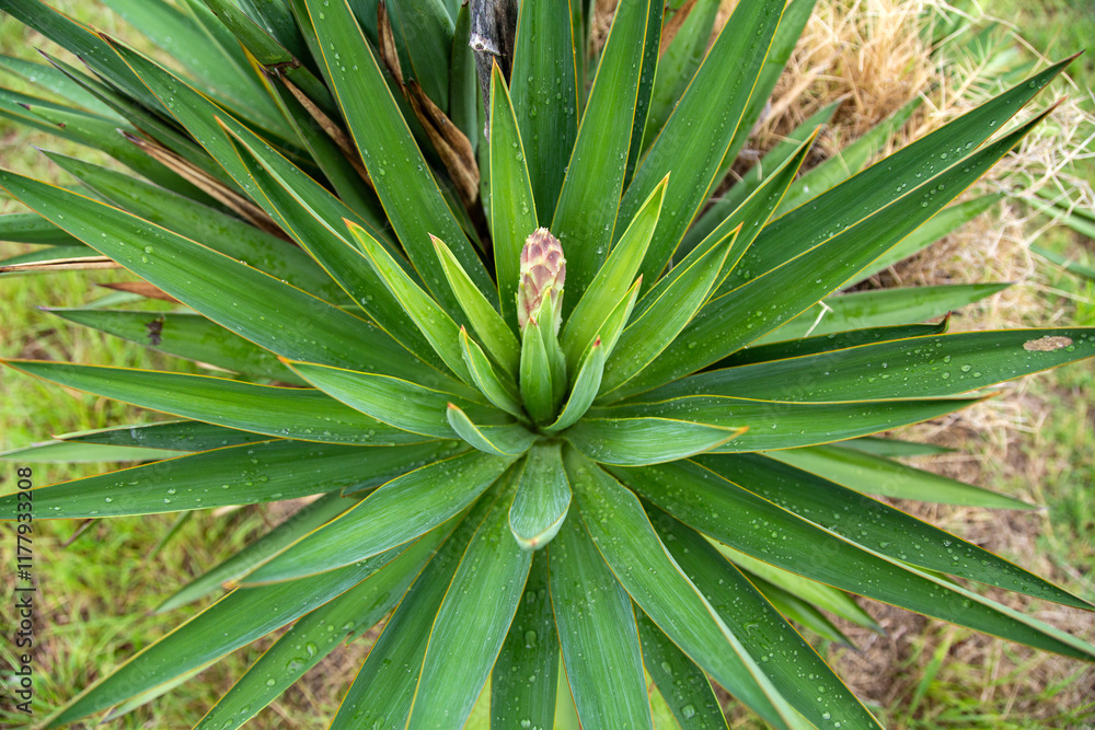 Close-up view of a succulent plant with long green leaves in nature Close-up view of a succulent plant with long green leaves in nature