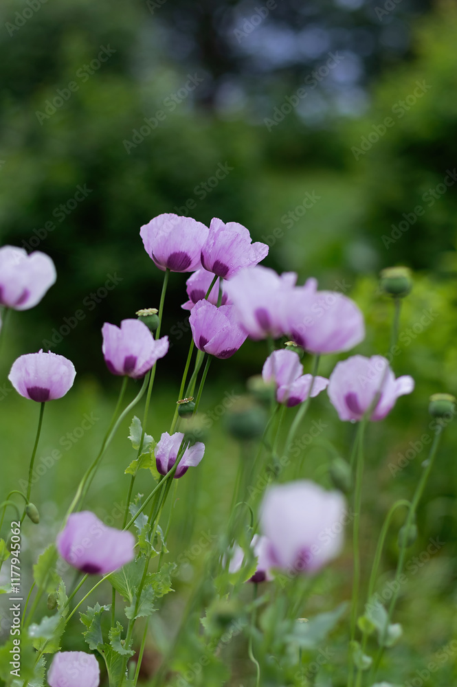 Purple poppies bloom in the garden. Vertical crop. Close up. Purple poppies bloom in the garden. Vertical crop. Close up.