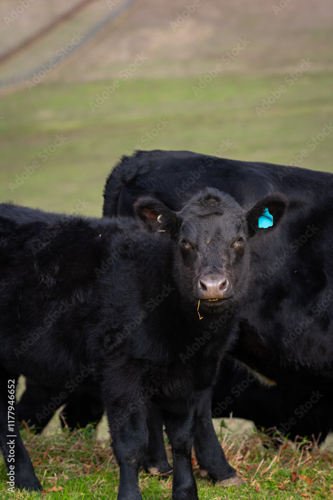 young angus calf young angus calf