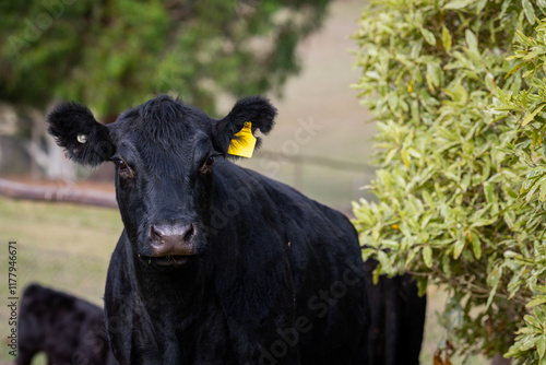 black angus cow photo