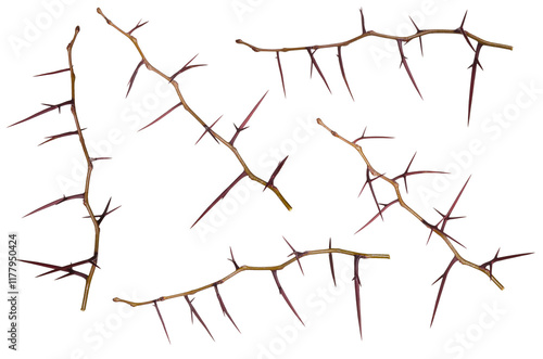 Dry brown acacia branches with thorns set isolated on white background photo