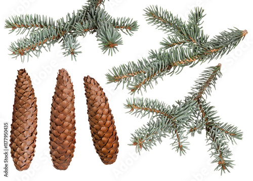 Fresh blue spruce branches and cones set isolated on white background