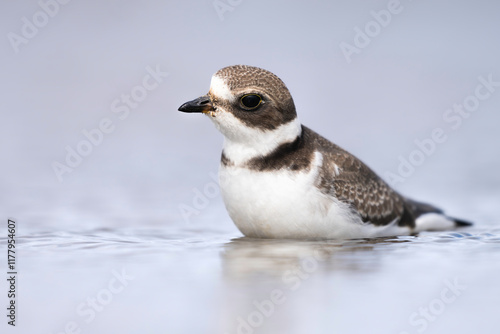 Semipalmated Plover photo