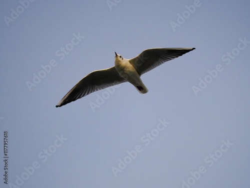 Möwe (Larinae) in Köln am Rhein mit unscharfem Hintergrund photo