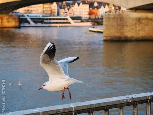 Möwe (Larinae) in Köln am Rhein mit unscharfem Hintergrund photo