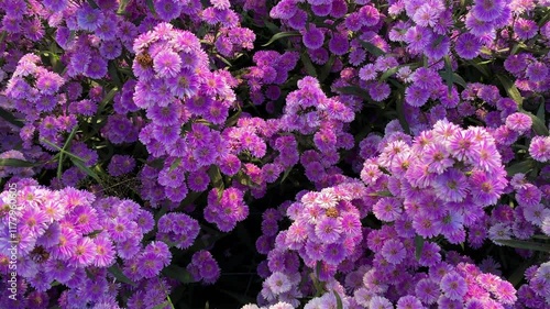 Colorful flowers in nature, flower in the garden