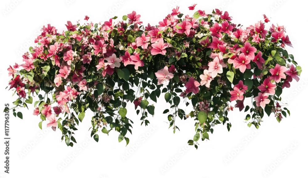 PNG Flower bush in wedding plant horticulture.