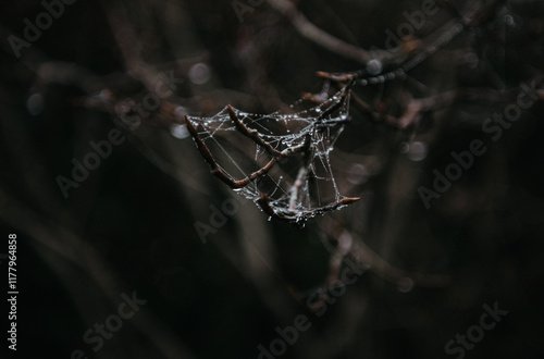 geometric spider web glimmering in dark mysterious woods