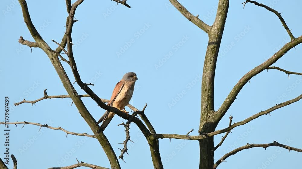 Common Kestrel, Falco tinnunculus, little bird of prey. Close up. A young bird sits on a tree branch against the blue sky.