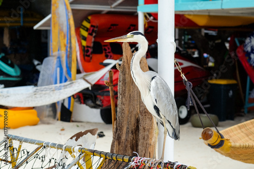 Heron Standing on a Fishing Net Frame in Maafushi, Maldives  photo