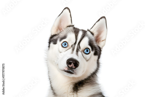 Portrait of blue eyed husky puppy with curious look on white background. Copyspase