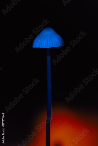 A luminous blue mushroom stands tall against a dark backdrop photo