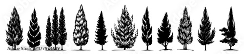 black and white vector set of pine, fir, and cypress trees with detailed linework