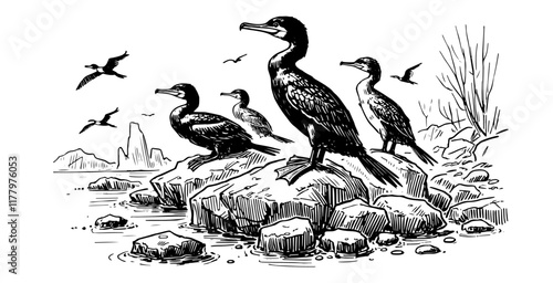 stylized vector illustration of cormorants on a rocky coastline in bold design