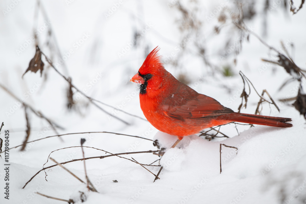 Northern cardinal in the snow