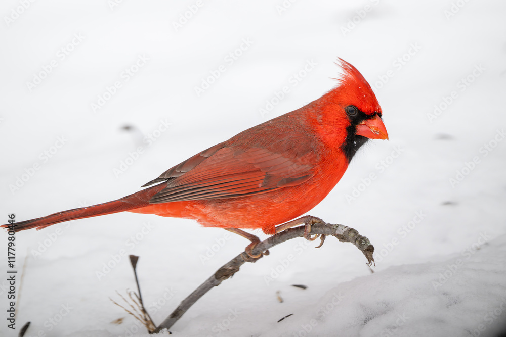 Northern cardinal in the snow