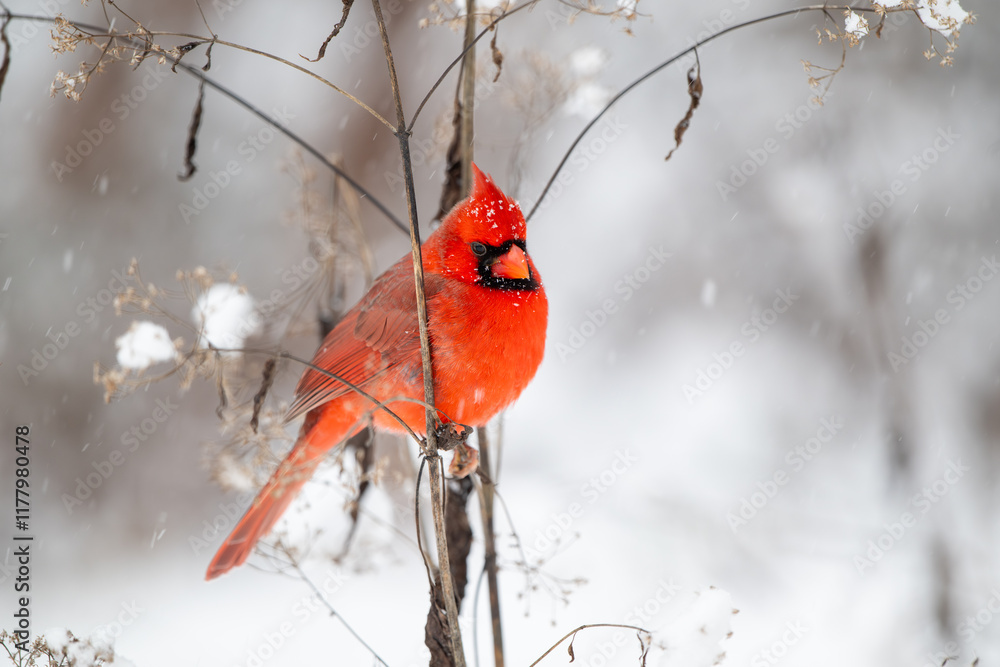 Northern cardinal in the snow