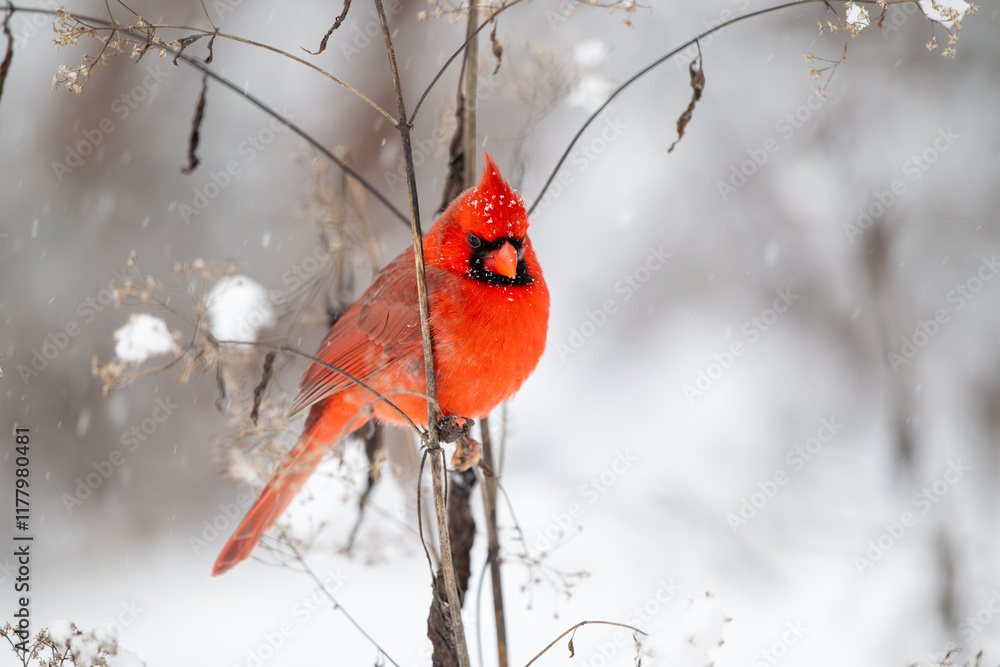 Northern cardinal in the snow