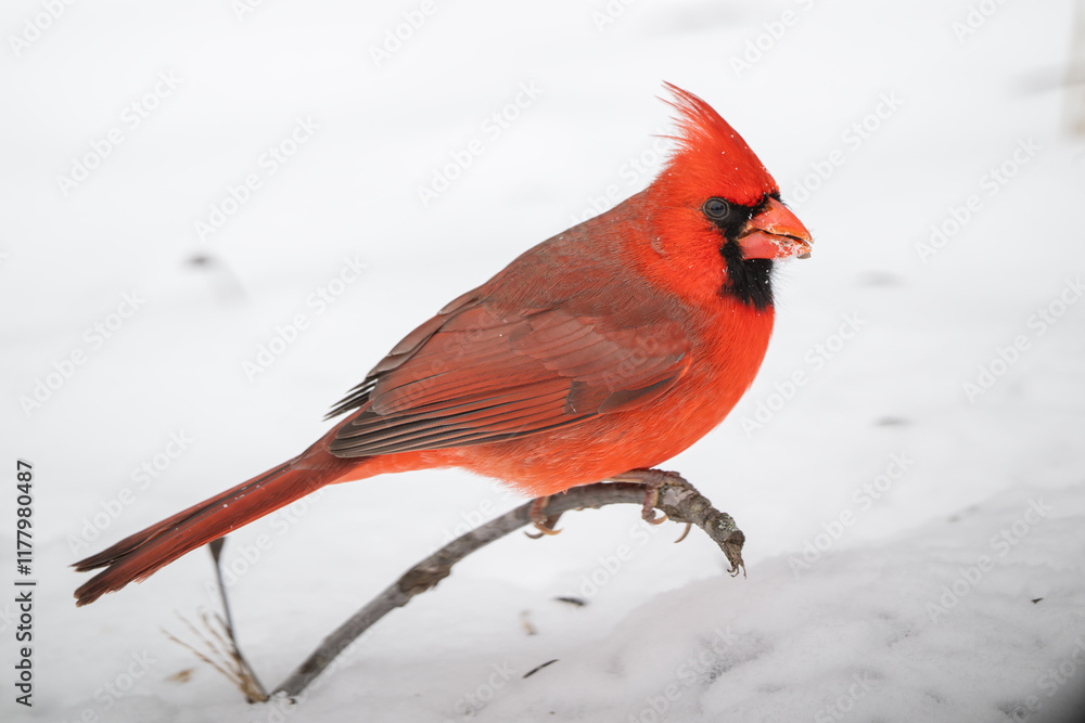 Northern cardinal in the snow