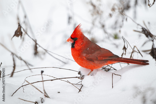 Obraz na płótnie Northern cardinal in the snow w salonie