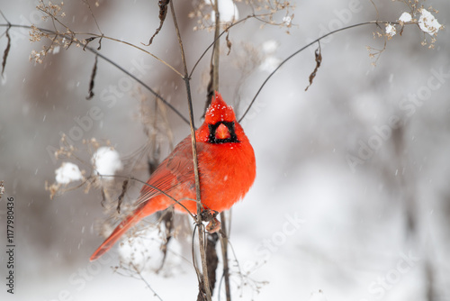 Northern cardinal in the snow photo