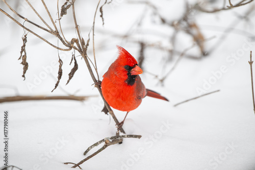 Obraz na płótnie Northern cardinal in the snow w salonie