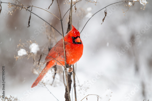 Obraz na płótnie Northern cardinal in the snow w salonie