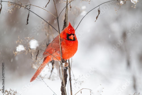 Obraz na płótnie Northern cardinal in the snow w salonie