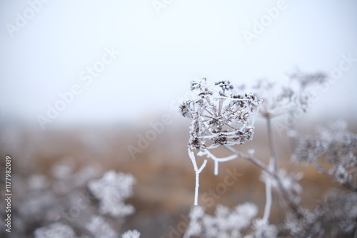 frosty plant