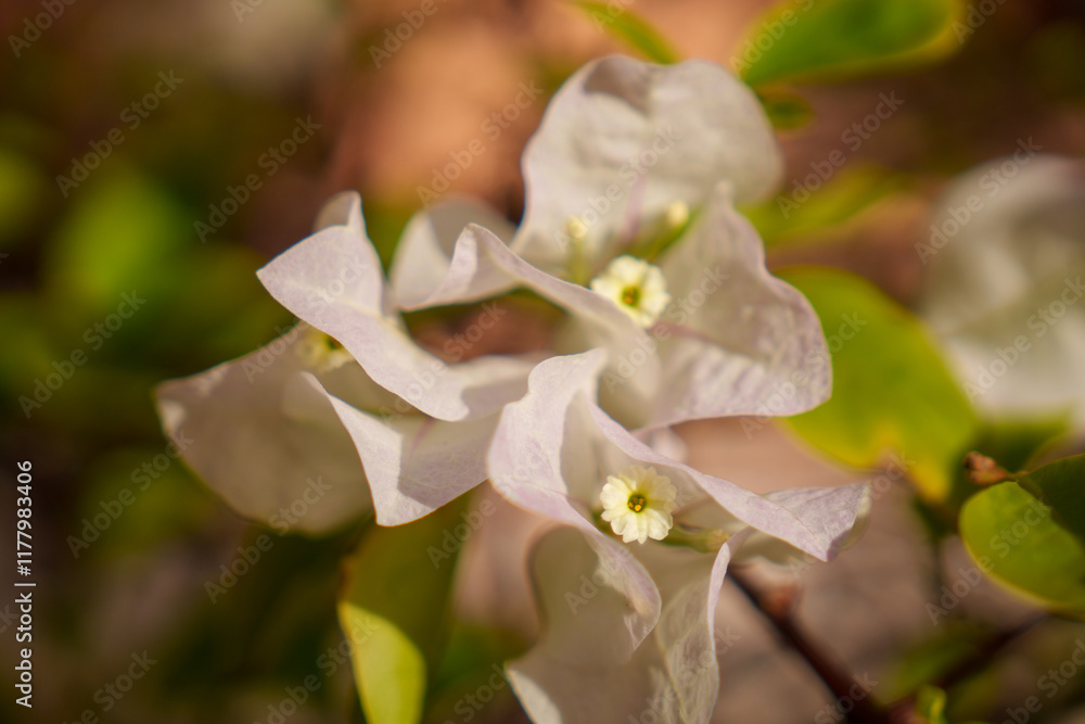 Obraz premium Delicate and Ethereal White Bougainvillea Flowers Gracefully Displayed in a Natural Setting