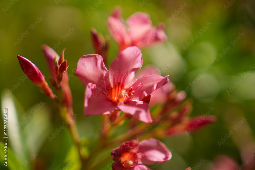 Closeup photograph of Pink Oleander Flowers in full bloom, highlighting their vivid colors Closeup photograph of Pink Oleander Flowers in full bloom, highlighting their vivid colors