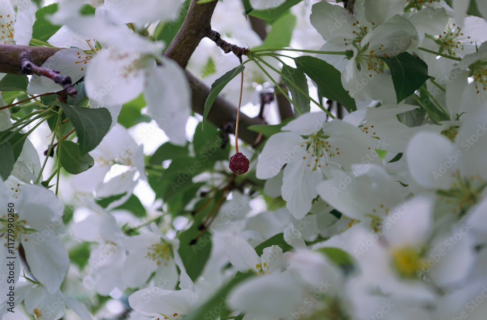 Close-up of white apple blossoms in spring Close-up of white apple blossoms in spring