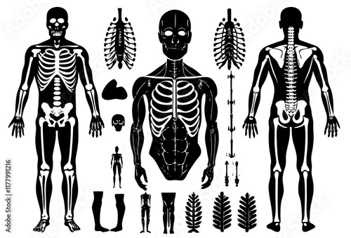 Human Skeletal System Vector Illustration with Anatomical Details