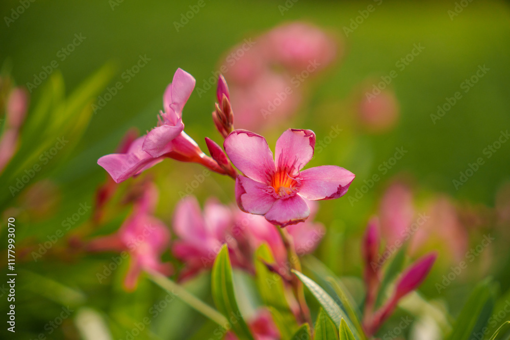 Stunning and Beautiful Pink Oleander Flowers are in Full Bloom and Looking Amazing Stunning and Beautiful Pink Oleander Flowers are in Full Bloom and Looking Amazing