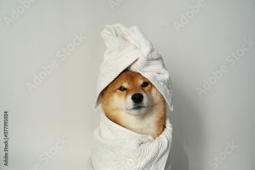 Dog wrapped in towel