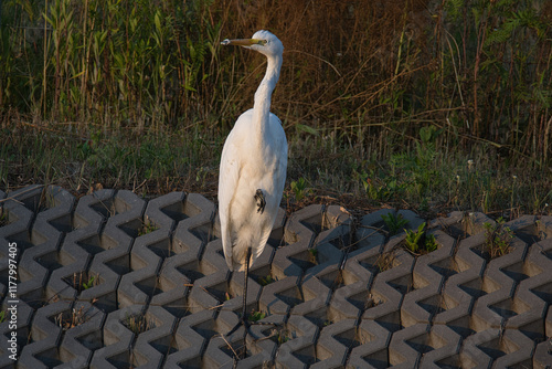 A great egret standing on one leg in the evening with the setting sun