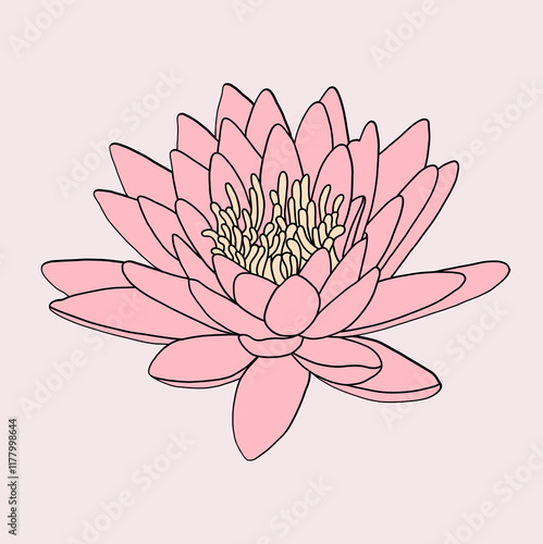 Pink Lotus Flower in Full Bloom