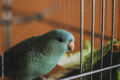 Barred parakeet turquoise male young lineolated parakeet sitting on a perch	 photo