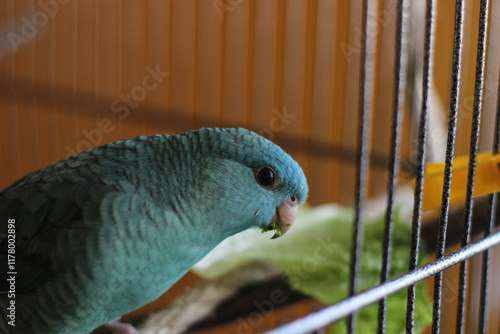 Barred parakeet turquoise male young lineolated parakeet sitting on a perch	 photo