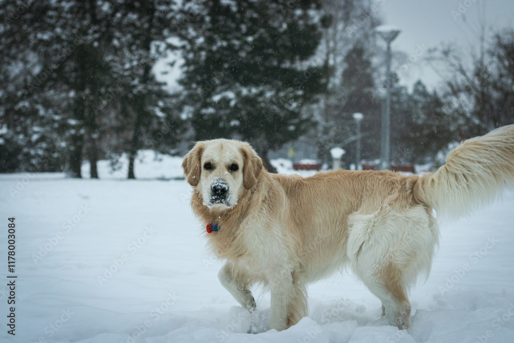 young golden retriever male portrait in a snow young golden retriever male portrait in a snow
