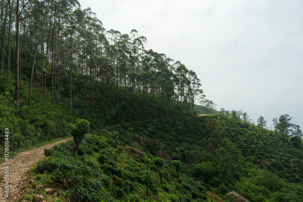 Scenic view of sunlit tea plantation Scenic view of sunlit tea plantation