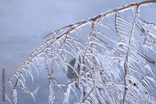 Winter willow branches covered in ice, creating long speckles photo