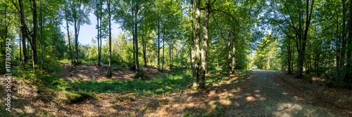 Hiking trail leading through a mountain forest in the Low Beskids. HDR panorama.